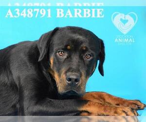 Rottweiler Dogs for adoption in Stockton, CA, USA