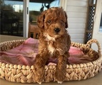 Puppy Max Poodle (Miniature)