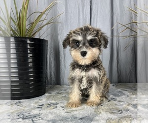 Schnauzer (Miniature) Puppy for sale in GREENWOOD, IN, USA