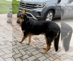 Small #28 Mutt