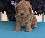 Small #6 Poodle (Toy)