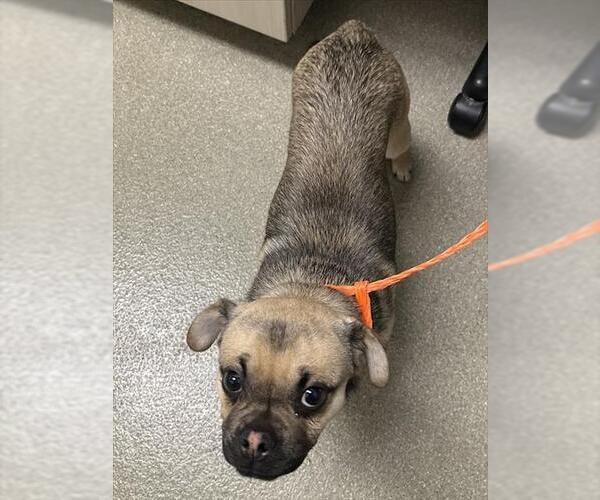 Medium Photo #1 Pug-Unknown Mix Puppy For Sale in Las Vegas, NV, USA