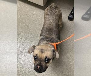 Pug-Unknown Mix Dogs for adoption in Las Vegas, NV, USA