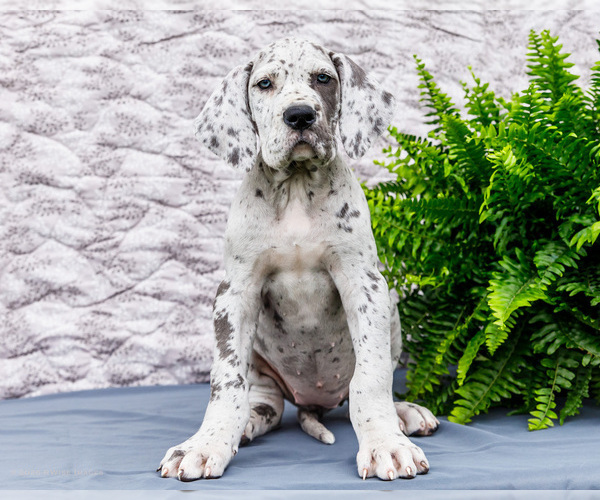 Medium Photo #12 Great Dane Puppy For Sale in WAKARUSA, IN, USA