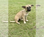 Small #4 Mutt