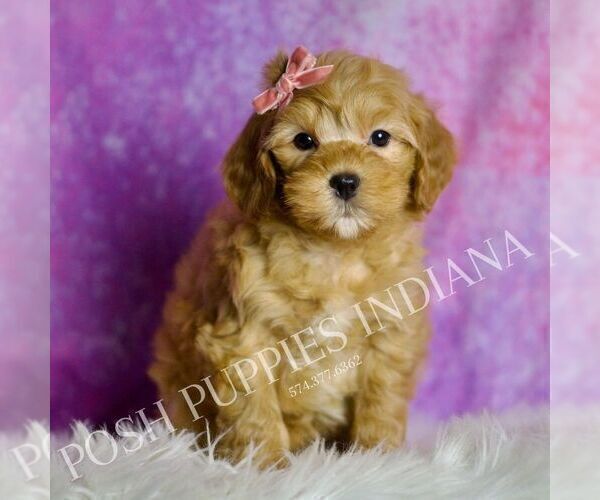 Medium Photo #20 Goldendoodle (Miniature) Puppy For Sale in WARSAW, IN, USA