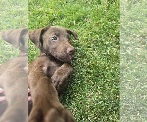 Medium Photo #5 Labrador Retriever-Unknown Mix Puppy For Sale in MIDWAY, UT, USA
