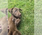 Small #4 Labrador Retriever Mix