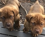 Small Photo #2 Dogue de Bordeaux-Labrador Retriever Mix Puppy For Sale in BEND, OR, USA