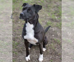 Bonnie - Female Boxador Dog for Adoption - Photo #4