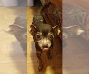 Chihuahua Dogs for adoption in San Antonio, TX, USA