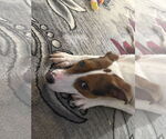 Small #5 American Pit Bull Terrier-Jack Russell Terrier Mix