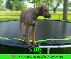 Sally 2 - Female Redbone Coonhound Dog for Adoption - Photo #6