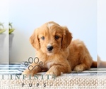 Image preview for Ad Listing. Nickname: Ruthie