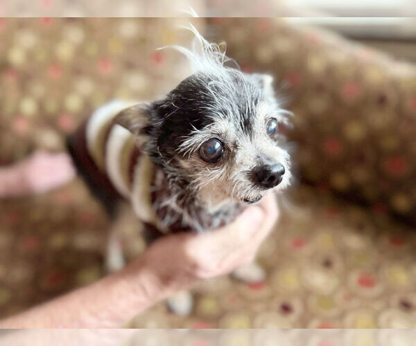 Medium Photo #4 Chihuahua-Unknown Mix Puppy For Sale in Pittsburg, CA, USA