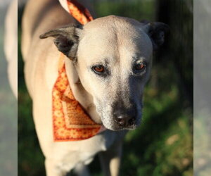 Mastiff-Unknown Mix Dogs for adoption in San Antonio, TX, USA