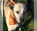 LUNA - Female Mastiff-Unknown Mix Dog for Adoption - Small photo