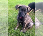 Small Shepradors