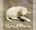 Small Photo #10 Goldendoodle-Poodle (Standard) Mix Puppy For Sale in OVERGAARD, AZ, USA