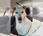 Small #6 Great Pyrenees Mix