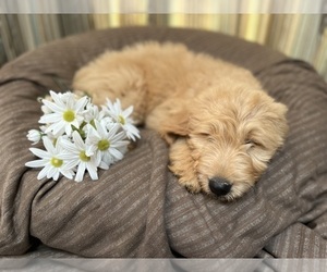 Goldendoodle Puppy for sale in BARBOURSVILLE, VA, USA