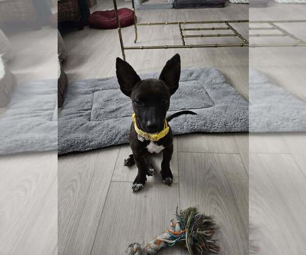 Medium Photo #2 Chihuahua-Labrador Retriever Mix Puppy For Sale in Brewster, NY, USA