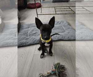 Penny aka Precious - Female Chihuahua-Labrador Retriever Mix Dog for Adoption - Photo #2