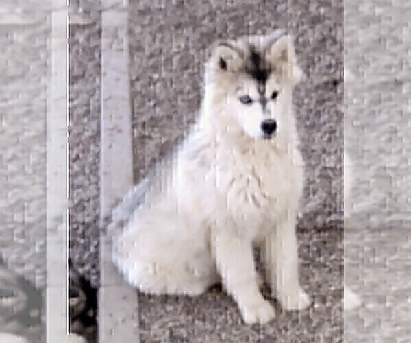 Medium Photo #3 Siberian Husky Puppy For Sale in TUCSON, AZ, USA