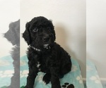 Small Photo #3 Poodle (Standard) Puppy For Sale in ELMWOOD, WI, USA