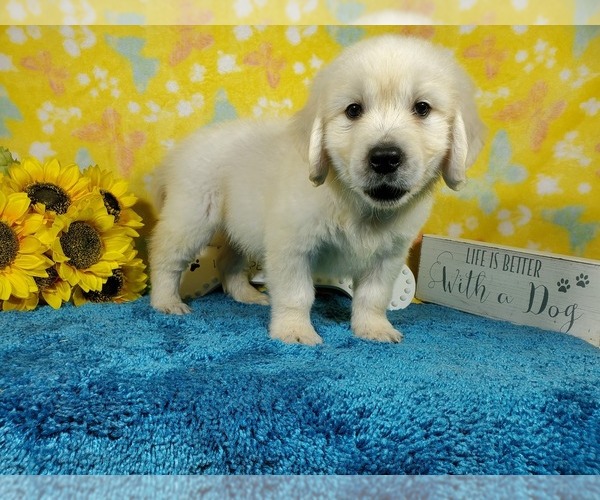 Medium Photo #6 English Cream Golden Retriever Puppy For Sale in COLORADO SPRINGS, CO, USA