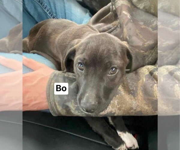 Medium Photo #6 Mutt Puppy For Sale in Ridgefield, CT, USA