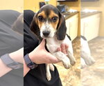 Small #3 Beagle
