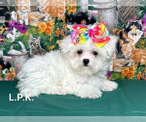 Maltese Puppy for sale in WINNSBORO, LA, USA