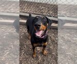 Small Doberman Pinscher