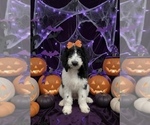 Small Photo #2 Bernedoodle Puppy For Sale in MENIFEE, CA, USA