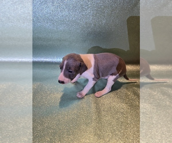 Medium Photo #1 Italian Greyhound Puppy For Sale in NESBIT, MS, USA