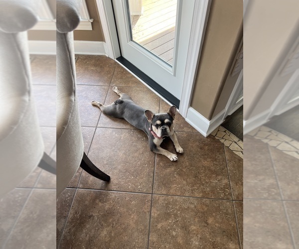 Medium Photo #1 French Bulldog-Poodle (Miniature) Mix Puppy For Sale in BERLIN, MD, USA