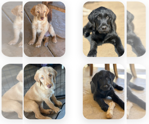 Australian Labradoodle Puppy for sale in FALLBROOK, CA, USA