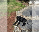 Small Photo #4 Labrador Retriever-Unknown Mix Puppy For Sale in Bellevue, WA, USA