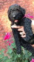Poodle (Standard) Puppy for sale in MARSHALL, TX, USA