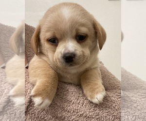 ShiChi-Unknown Mix Dogs for adoption in MAHWAH, NJ, USA