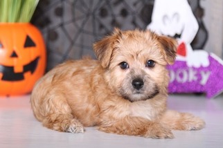 Yo-Chon Puppy for sale in MOUNT VERNON, OH, USA