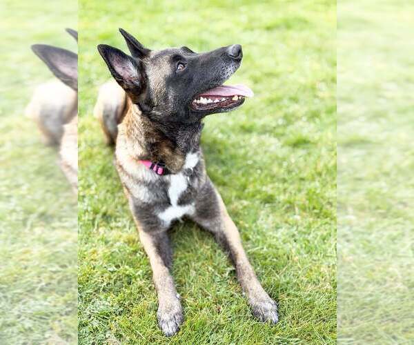 Medium Photo #6 Mutt Puppy For Sale in Imlay City, MI, USA