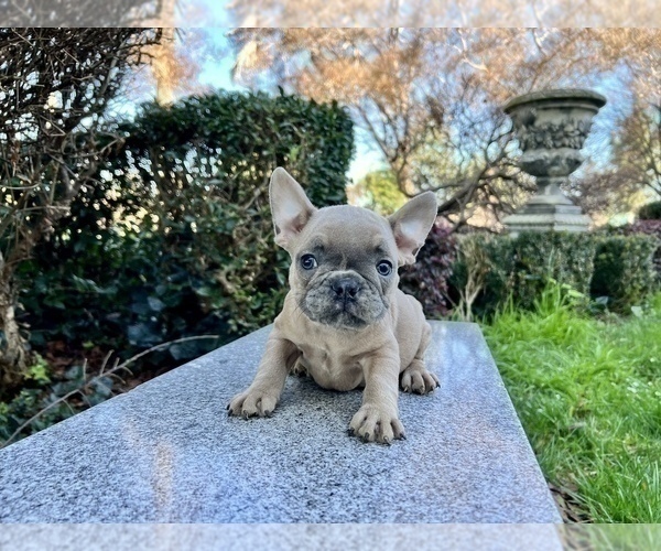 Medium Photo #192 French Bulldog Puppy For Sale in HAYWARD, CA, USA