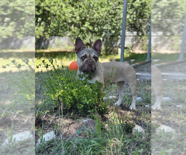 Medium Photo #3 French Bulldog Puppy For Sale in Oak Bluffs, MA, USA