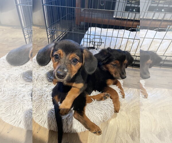 Medium Photo #2 Mutt Puppy For Sale in Sandy, UT, USA