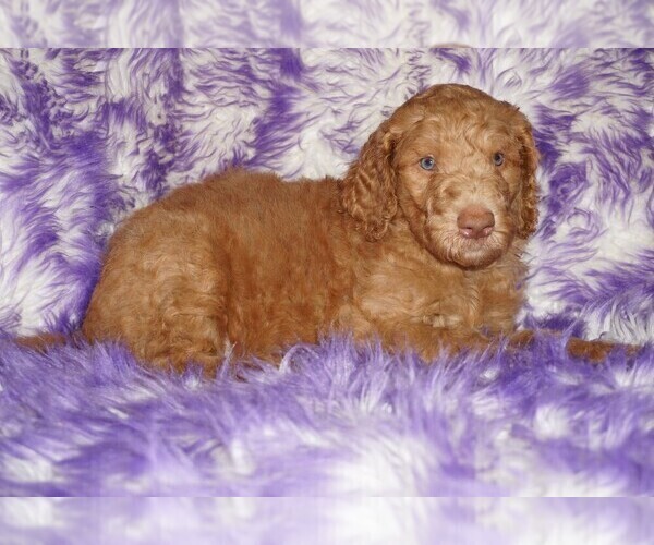 Medium Photo #3 Labradoodle Puppy For Sale in LA HABRA, CA, USA