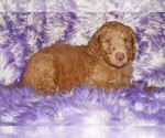 Small #2 Labradoodle
