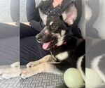 Small #5 German Shepherd Dog Mix