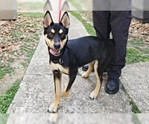 Medium Photo #1 Australian Kelpie-Unknown Mix Puppy For Sale in Houston, TX, USA
